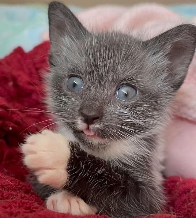 tuxedo kitten