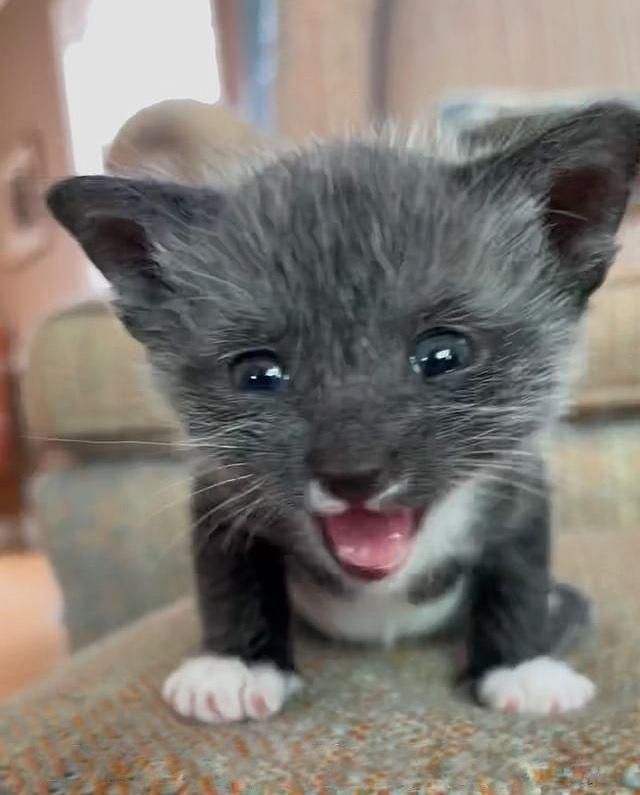 screaming kitten