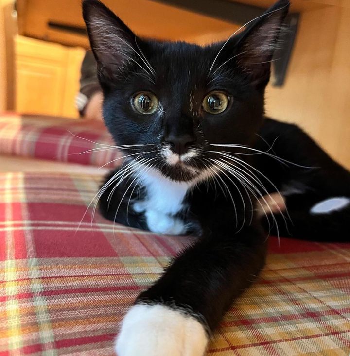 handsome tuxedo kitten