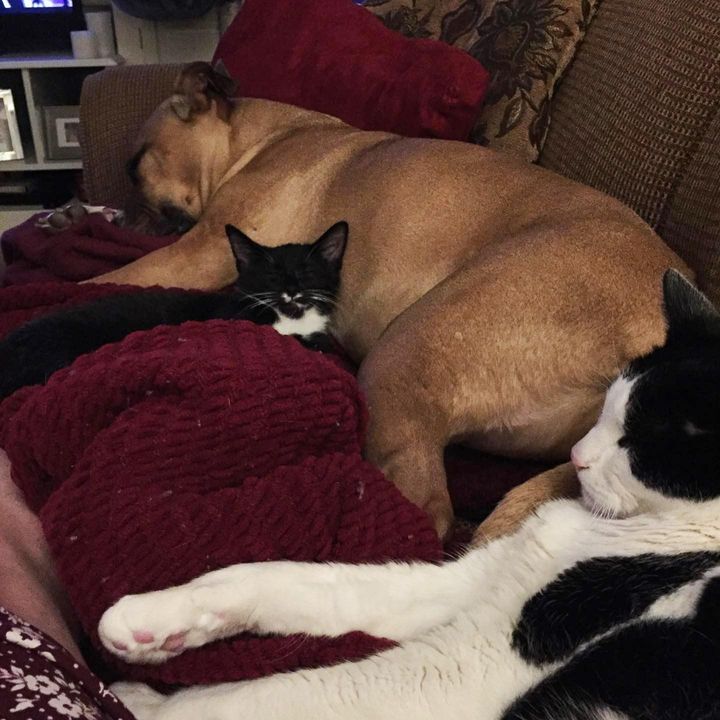 snuggle puddle dog cats