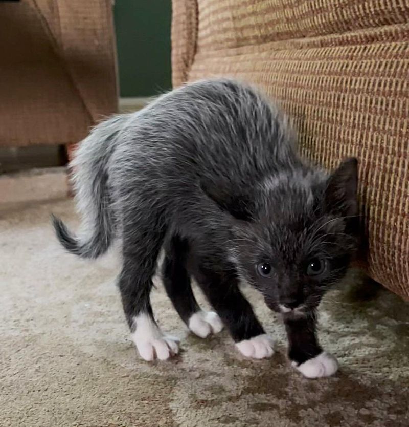 crab walking kitten, fever coat