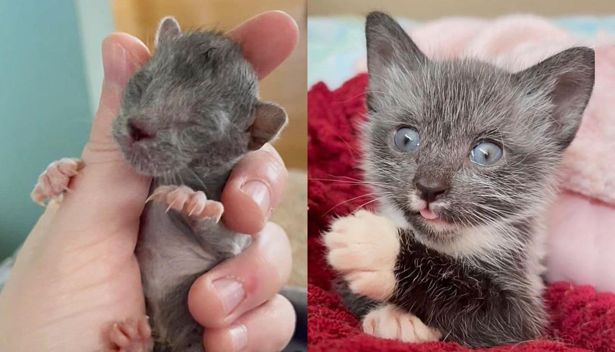 Woman Rescues Kitten and Watches Him Transform, the Kitten Ends Up Changing Her Life