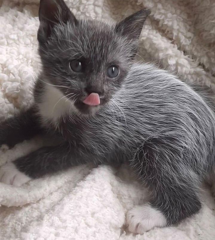 silver grey kitten
