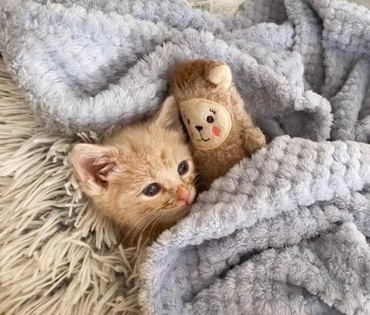 kitten with stuffed animal