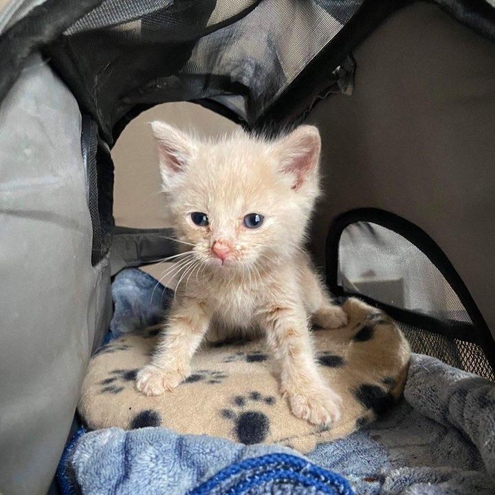 stray kitten