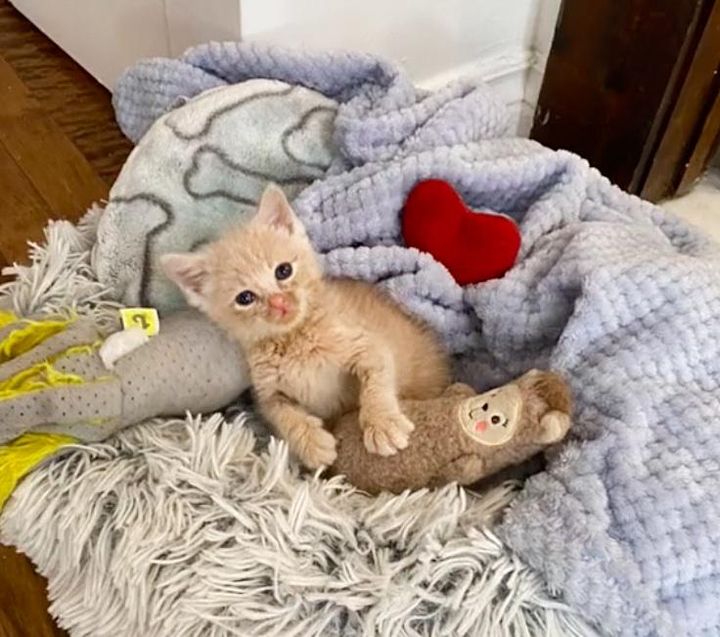 kitten toy buddy