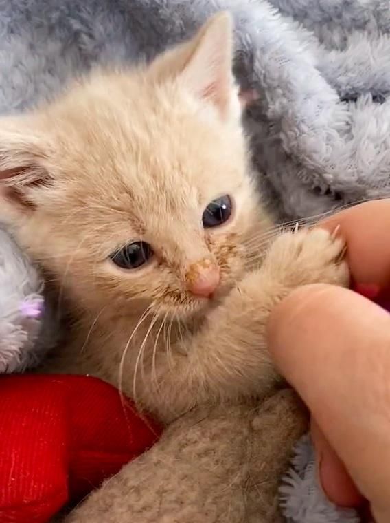 kitten holding hands