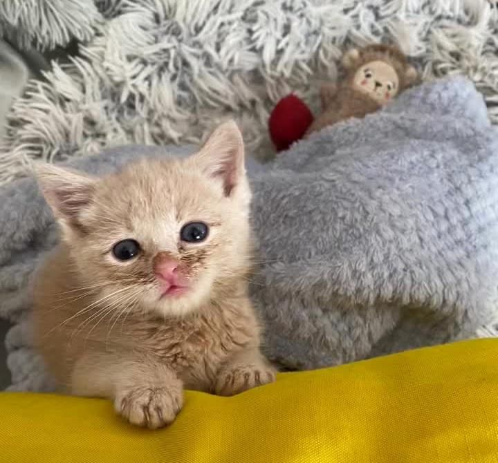 kitten stare