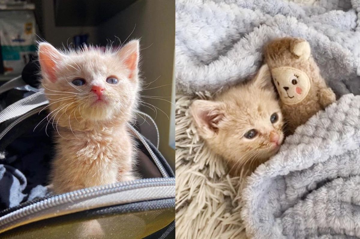 Kitten from an Attic Adores His Plushy and Insists on Carrying it Everywhere