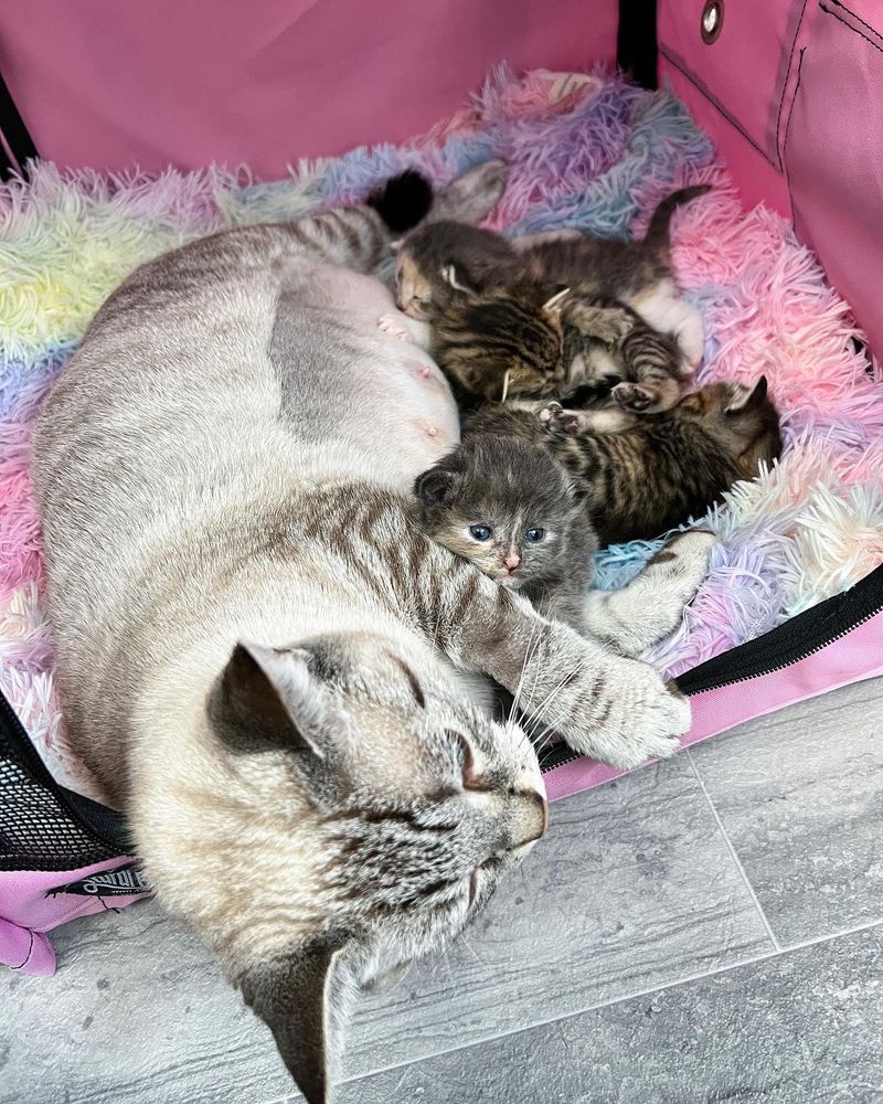 cat snuggling kittens