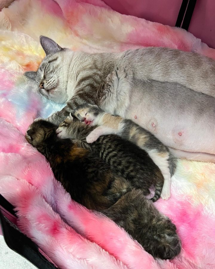 sleeping kittens cat