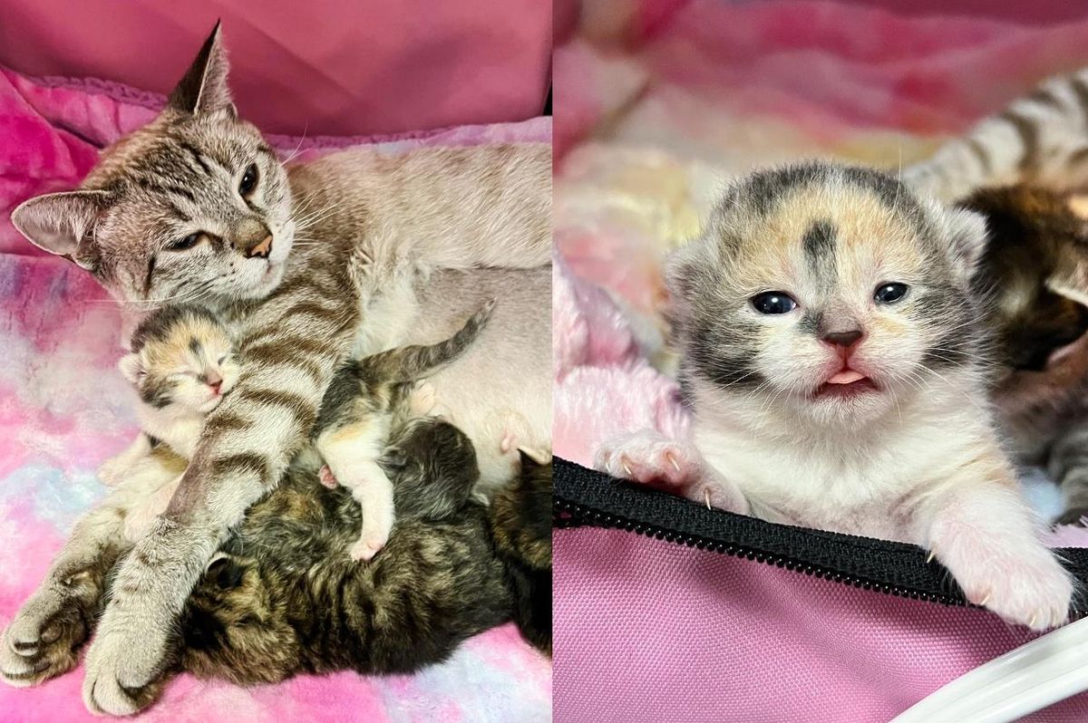 Cat Walking Around Lost, Finds Kind Person to Let Her In, So Her Kittens Can Have Better Life