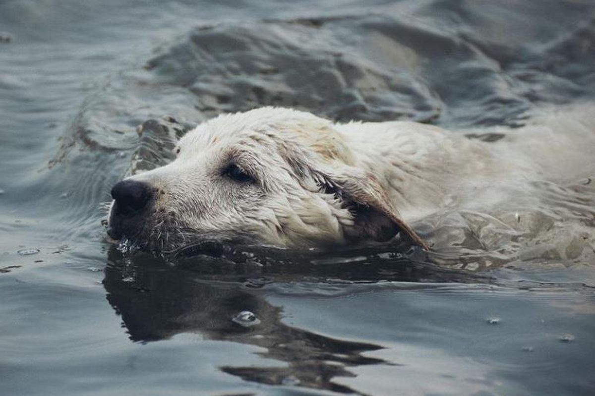 dog swimming