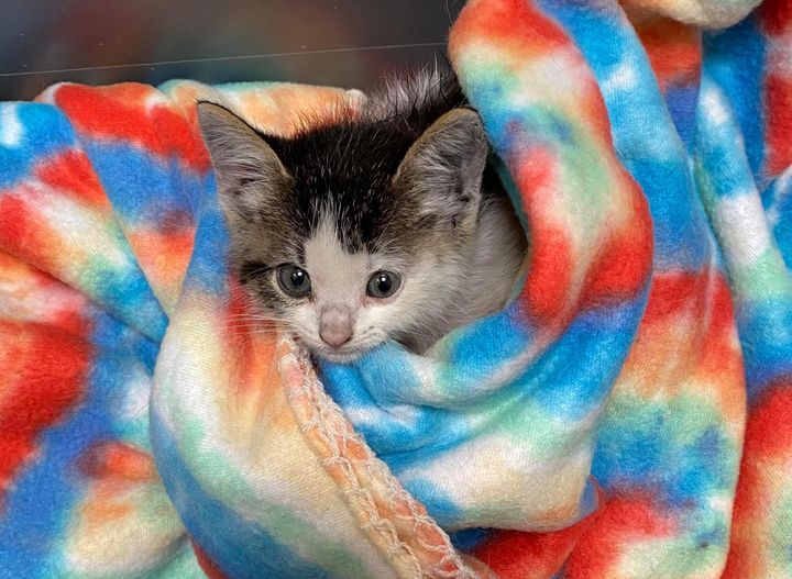 Lone Kitten Stuck in Drain Pipe Gets Help and is Reunited with Her Cat Family