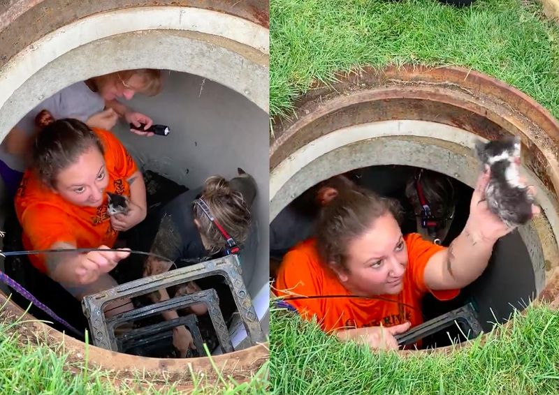 kitten rescued drain pipe