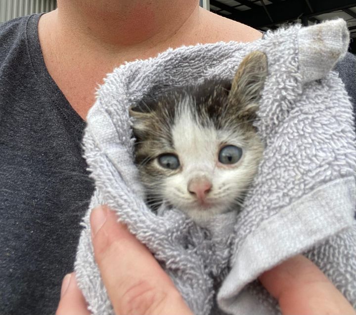 kitten purrito