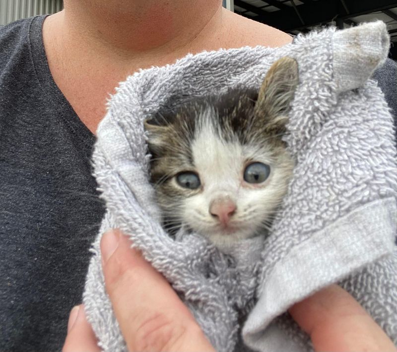 kitten purrito