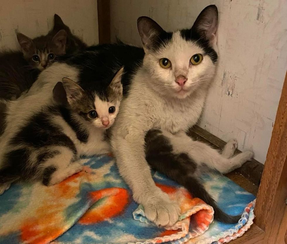 Lone Kitten Stuck in Drain Pipe Gets Help and is Reunited with Her Cat ...