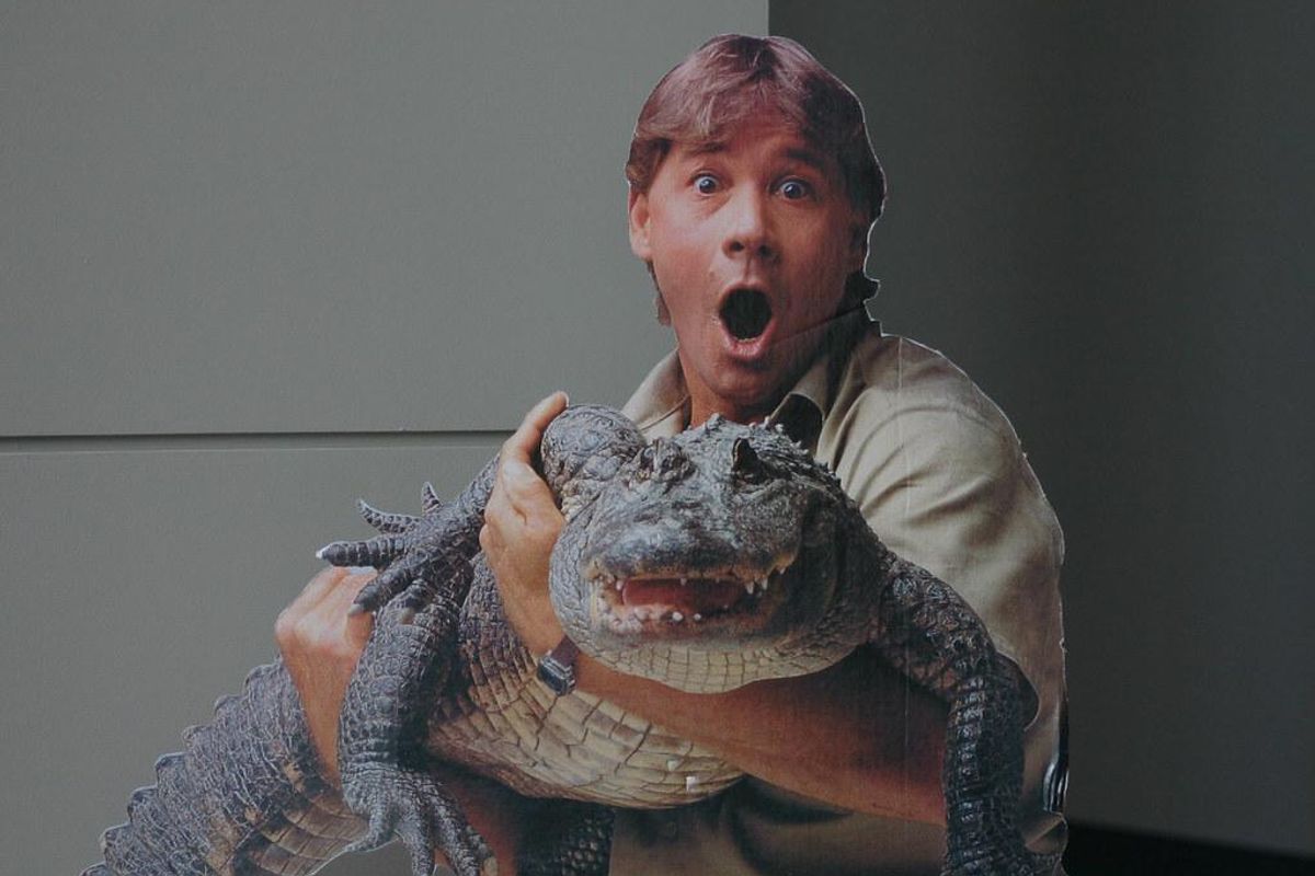 steve irwin, man catches alligator