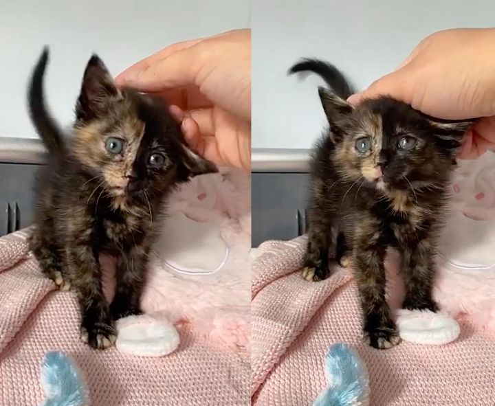 affectionate tortie kitten