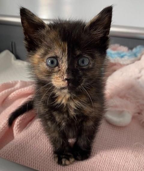 tiny tortie kitten face