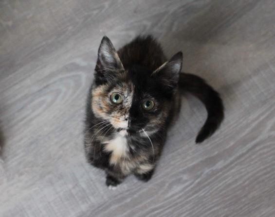 demanding tortie cat