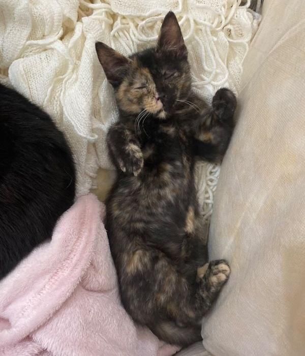 sleeping kitten tortie