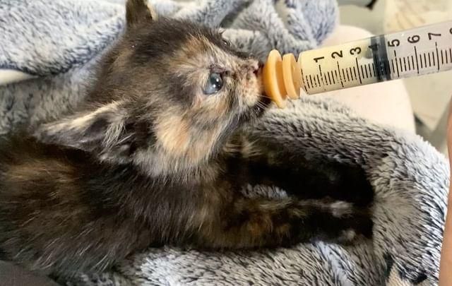 tortie kitten feeding