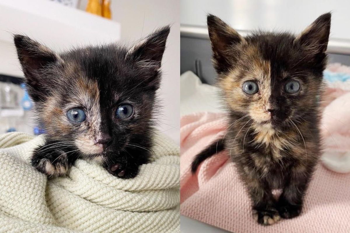 Tortie Kitten Gets Back on Her Feet After a Rough Start and Develops Quite the Cattitude