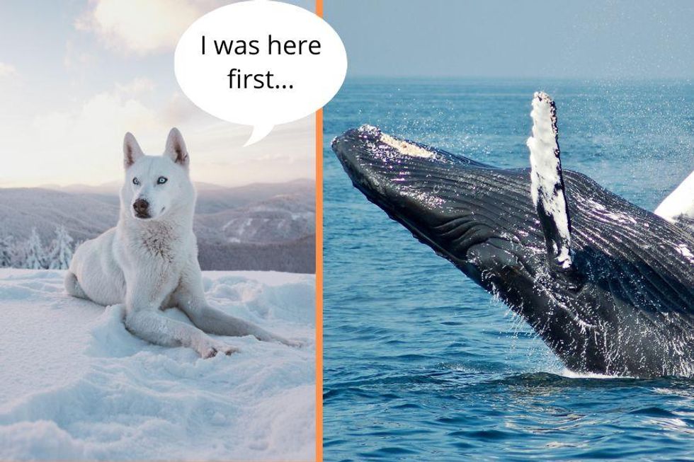 did dogs evolve from whales