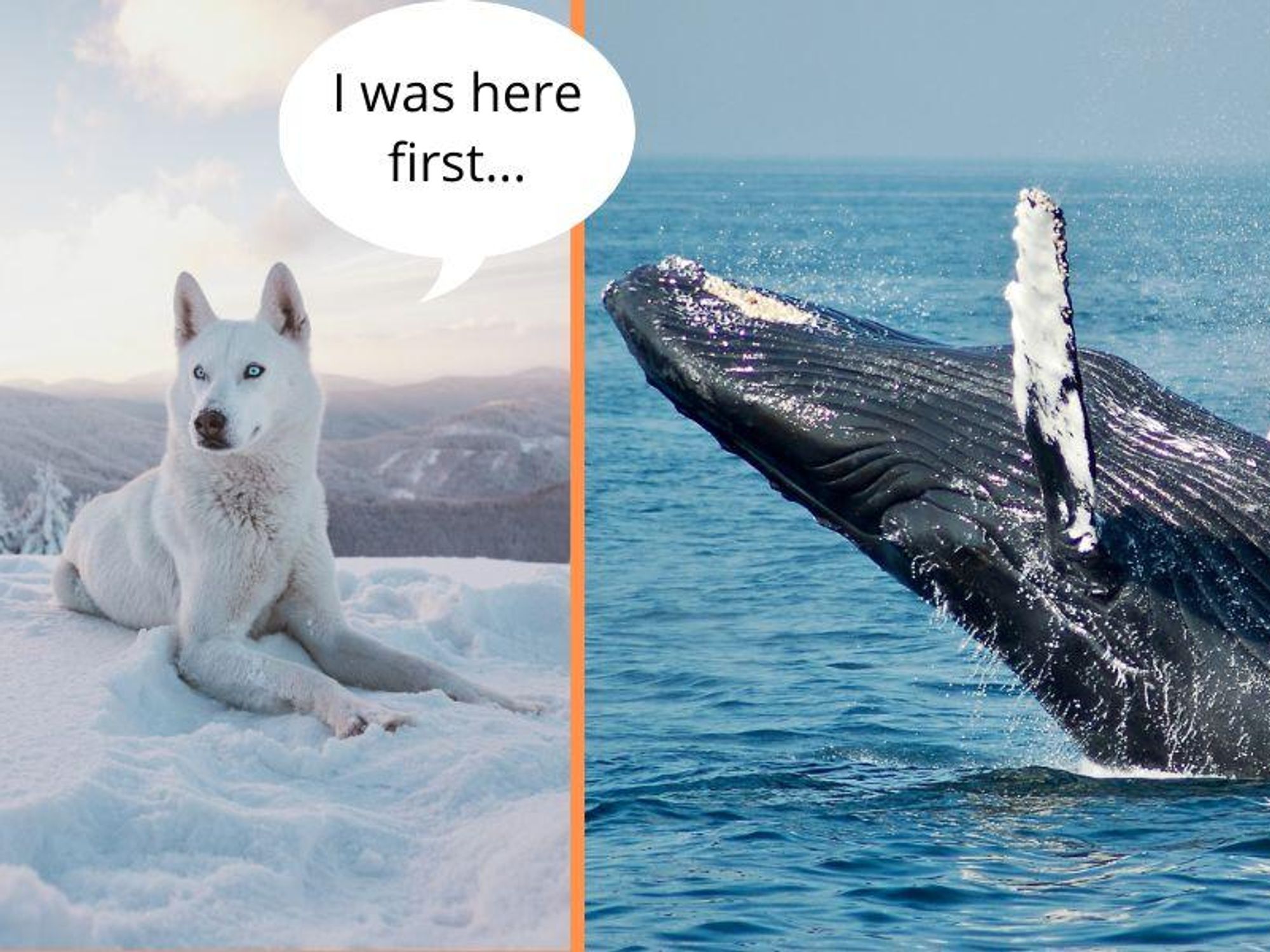 PBS video shows how wolves evolved from whales - Upworthy