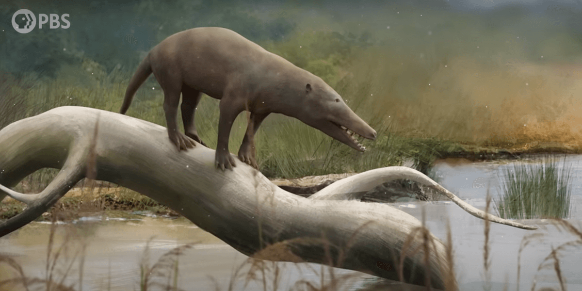How Were Wolves Made PBS video shows how wolves evolved from whales - Upworthy