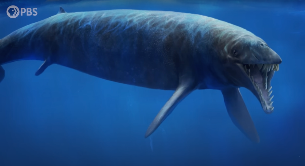 PBS video shows how wolves evolved from whales - Upworthy