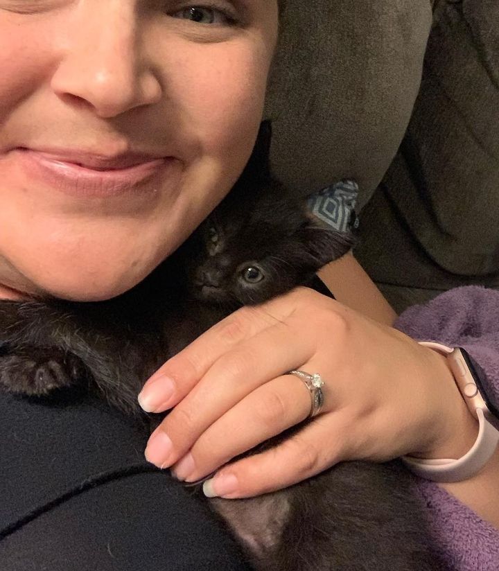 cuddly kitten