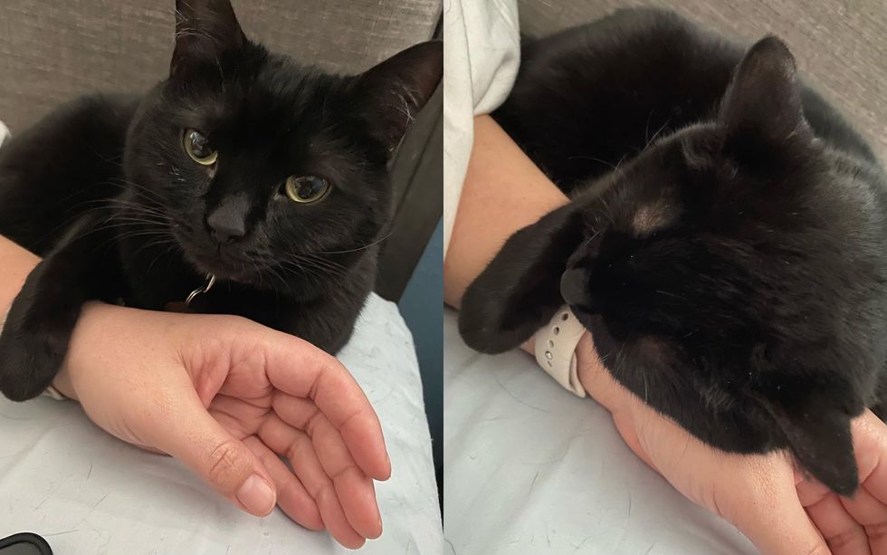 Family Took in Stray Kitten without Knowing They Needed Her Just as