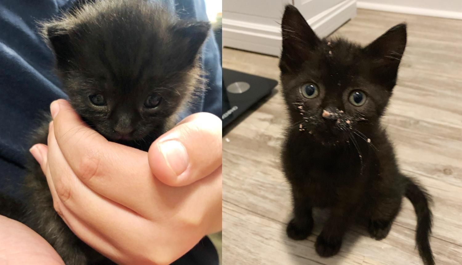 Black best sale cat kitten