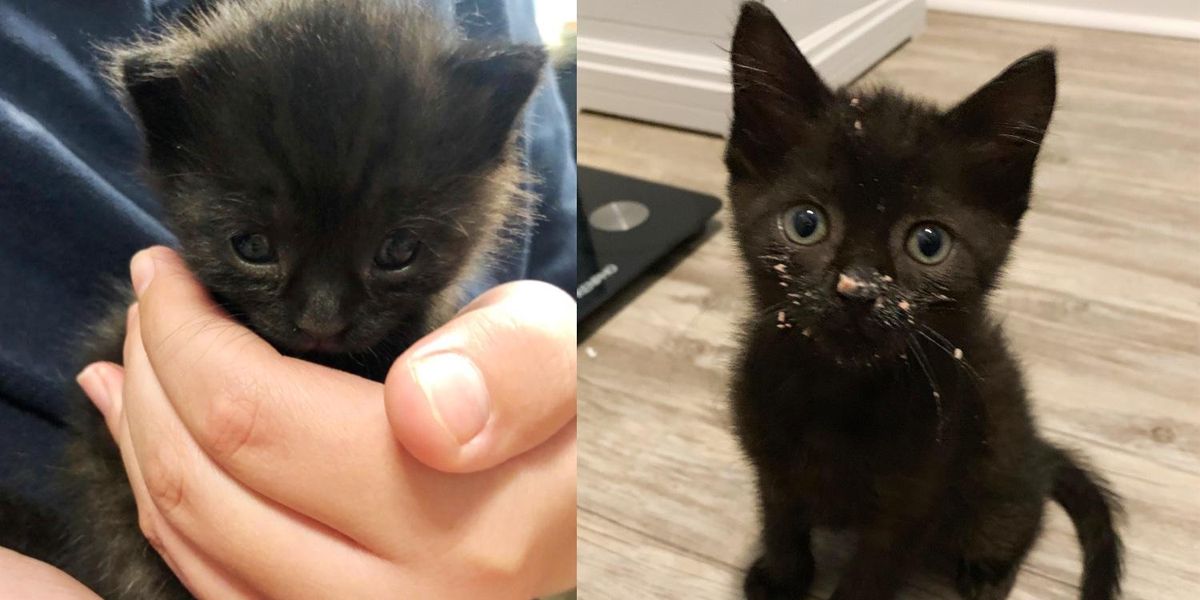 Family Took in Stray Kitten without Knowing They Needed Her Just