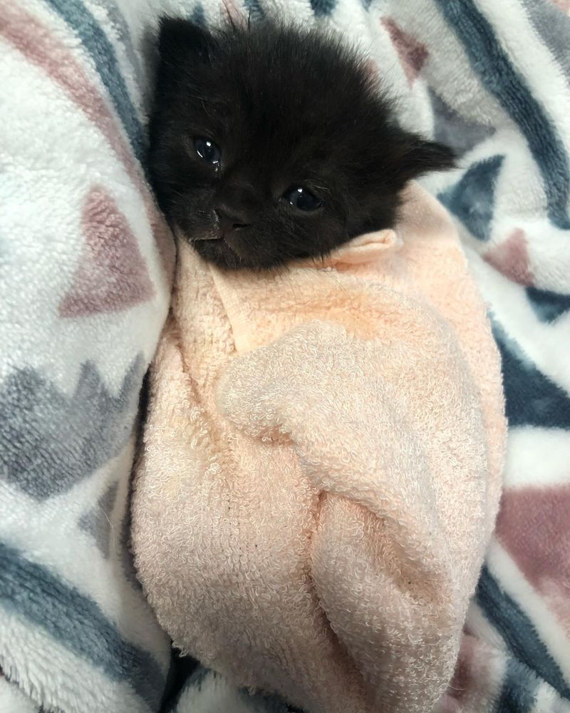 kitten purrito