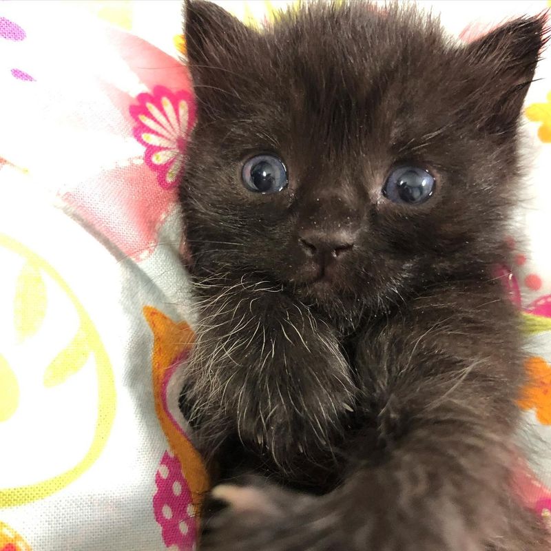 fluffy tiny kitten