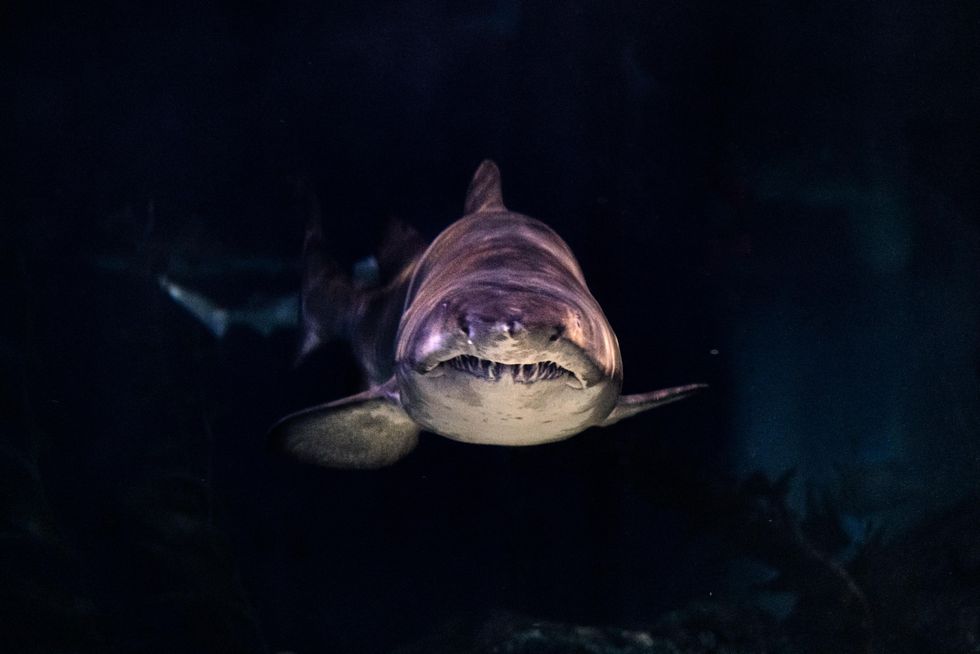 Pro divers demonstrate exactly what to do during a shark encounter in heart-stopping video