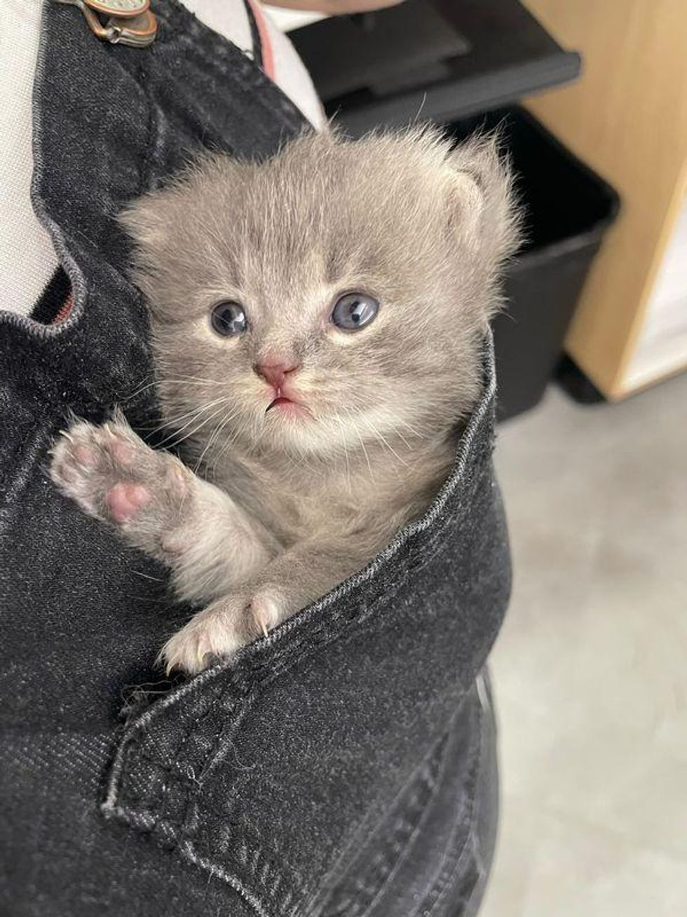 adorable kitten in pocket
