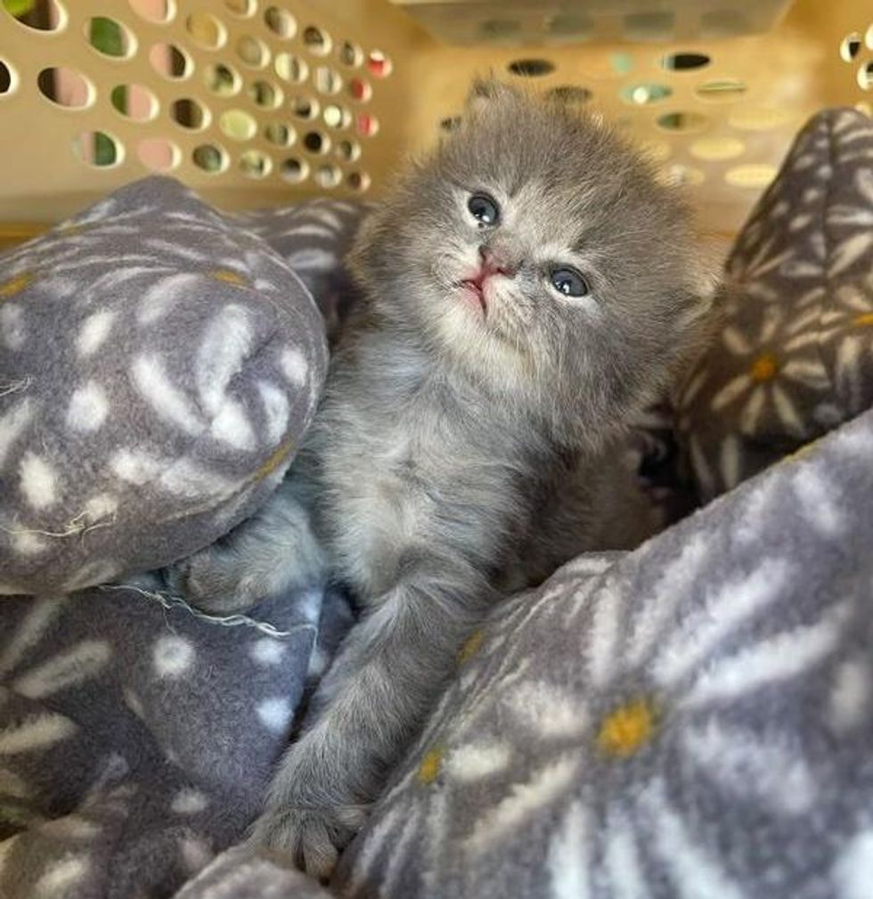 happy fluffy kitten