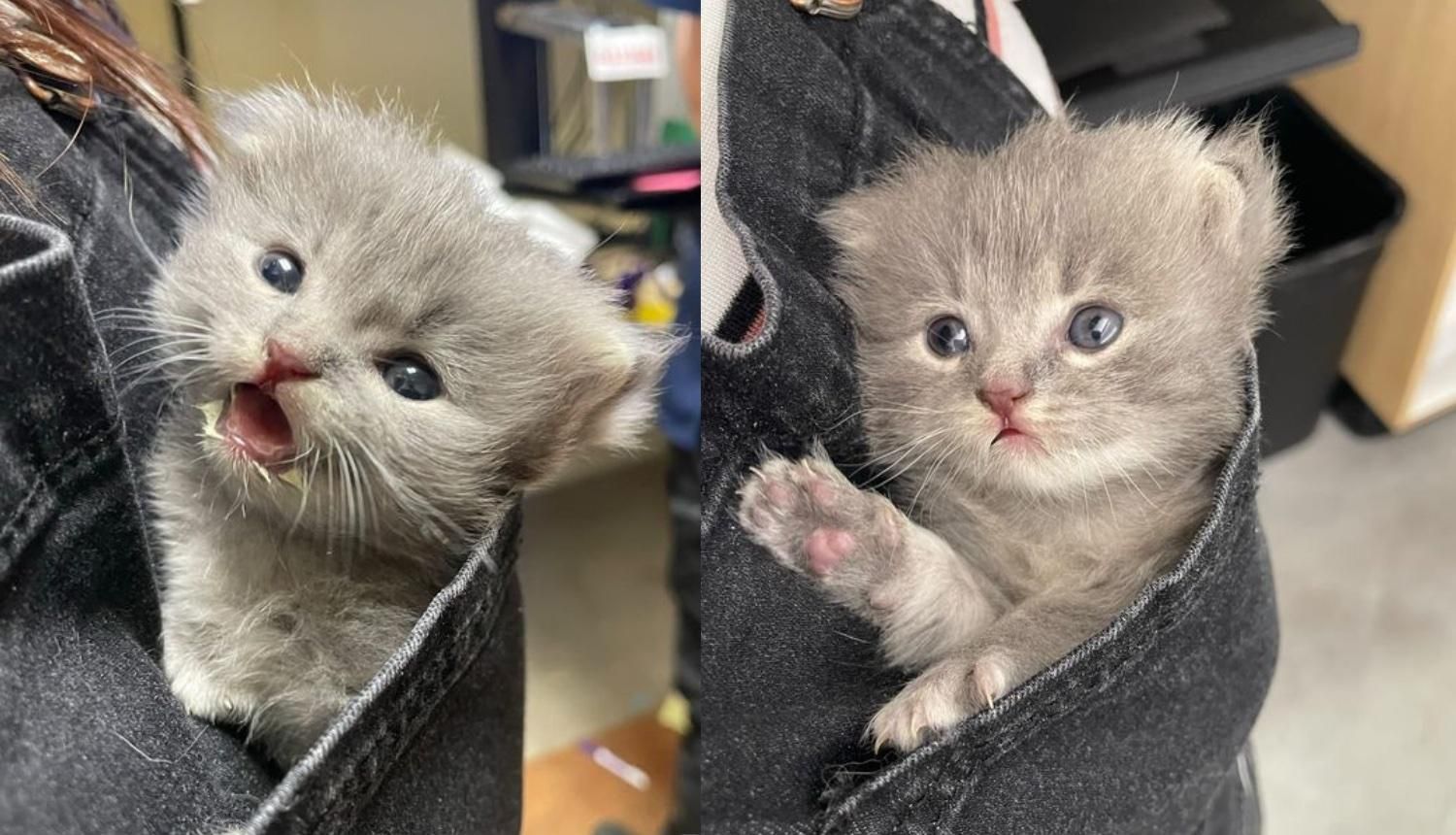 Kitten Found During Hot Weather in Backyard is Now Living It Up as