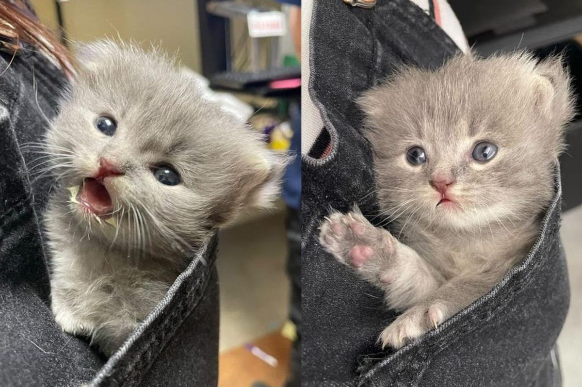 Kitten Found During Hot Weather in Backyard is Now Living It Up as Spoiled Kitten