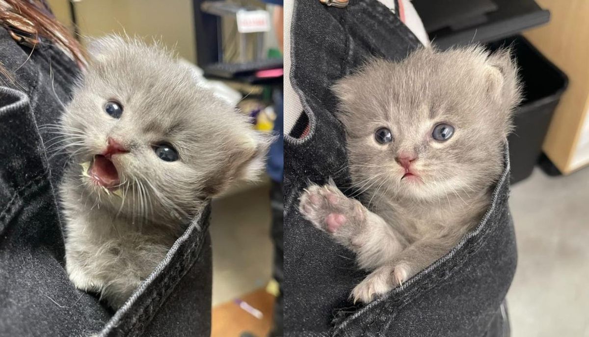 Kitten Found During Hot Weather in Backyard is Now Living It Up as Spoiled Kitten