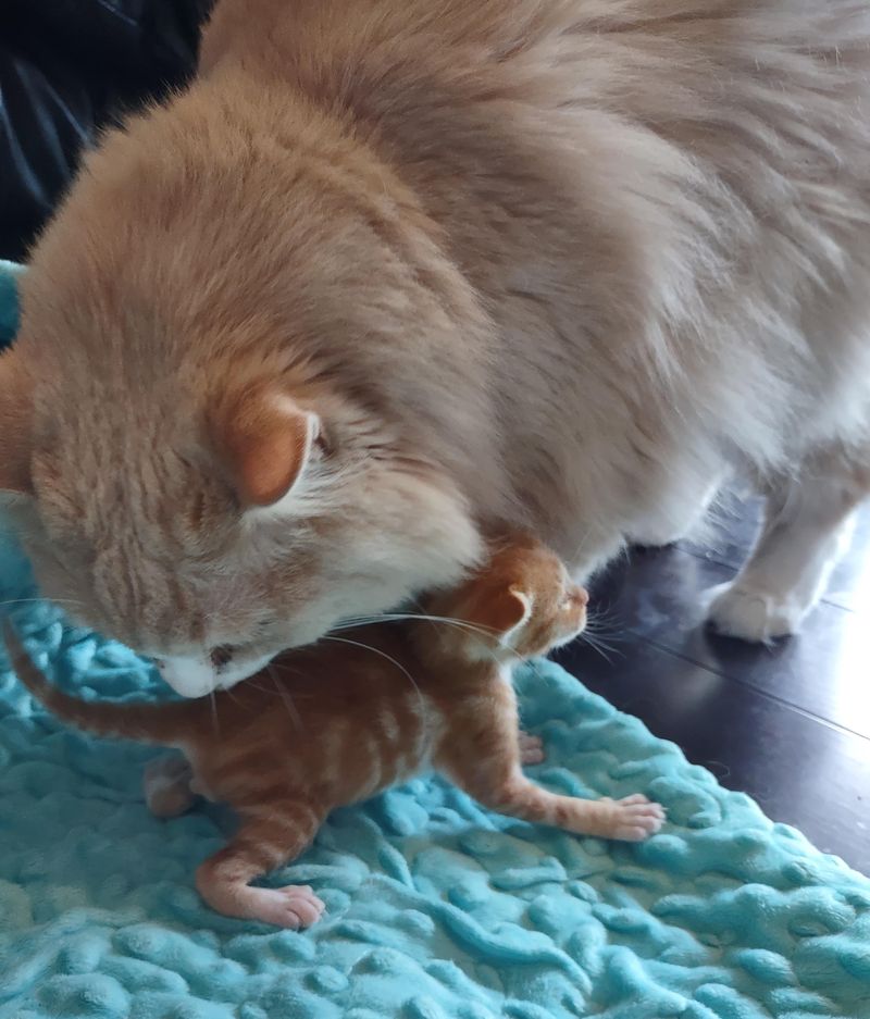 cat grooms kitten