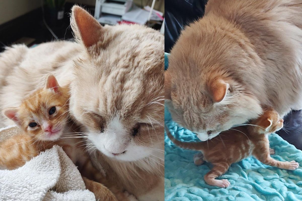 Family Cat Takes Over Parenting Duties for an Abandoned Kitten and Doesn't Leave His Side