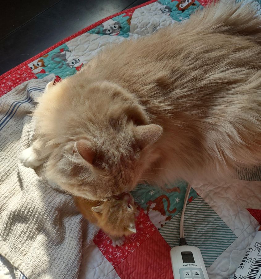 SAT. Quinn the Guardian A Heartwarming Tale of a Family Cat Stepping in as Parent to Abandoned