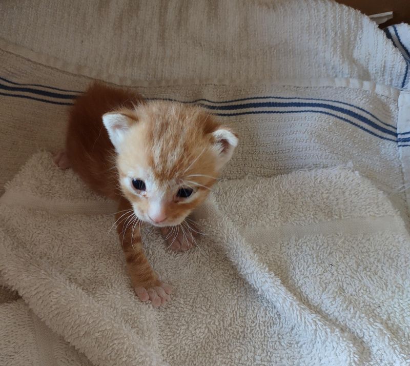 tabby orange kitten