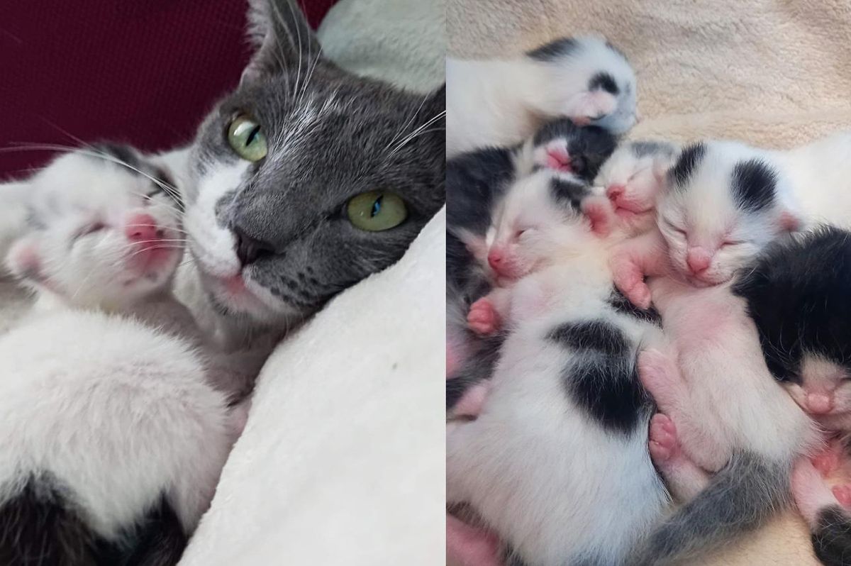 Cat Taken into a Rescue for Help, a Few Days Later She Brings 6 Kittens into the World